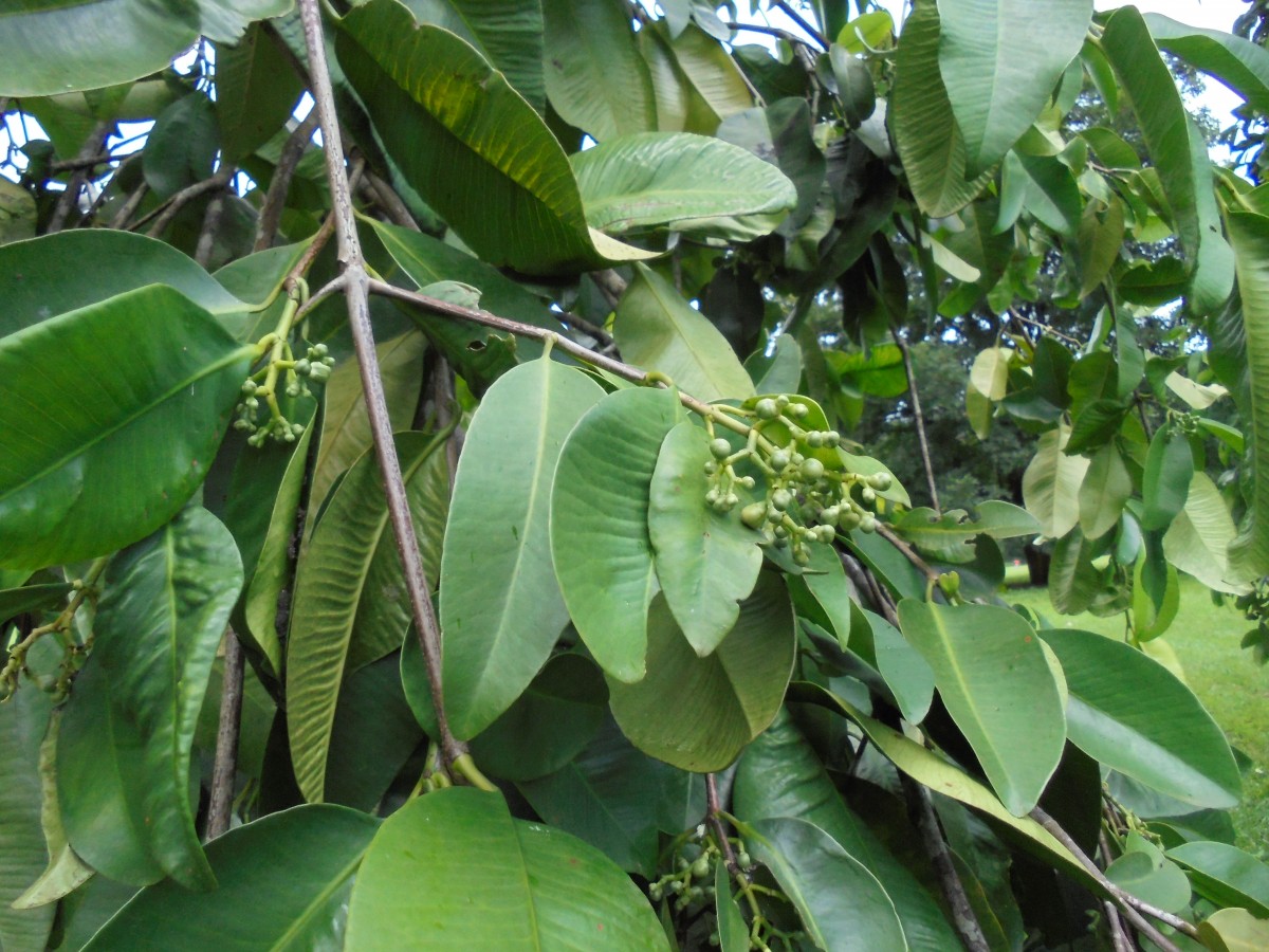 Garcinia cymosa (K.Schum.) I.M.Turner & P.F.Stevens